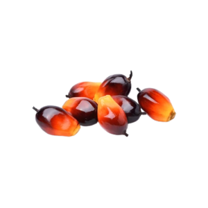 Crude Palm Kernel Oil