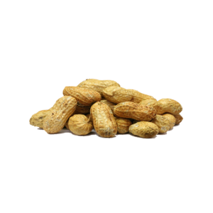 Groundnut