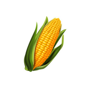 Maize (Corn)