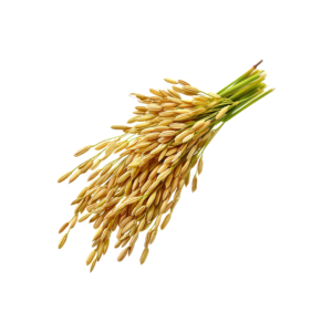 Paddy Rice