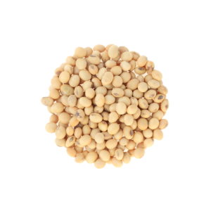 Soybean